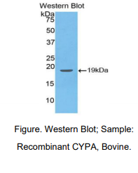 牛亲环素A(CYPA)多克隆抗体