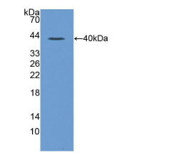 大鼠巨噬细胞炎性蛋白1α(MIP1a)多克隆抗体