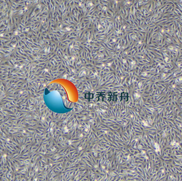 人肝细胞-永生化