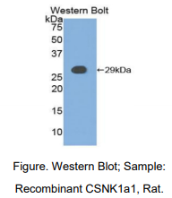 大鼠酪蛋白激酶1α1(CSNK1a1)多克隆抗体