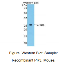 小鼠蛋白酶3(PR3)多克隆抗体