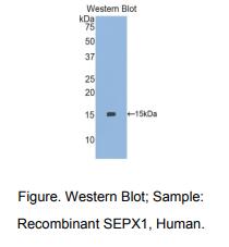 人硒蛋白X1(SEPX1)多克隆抗体