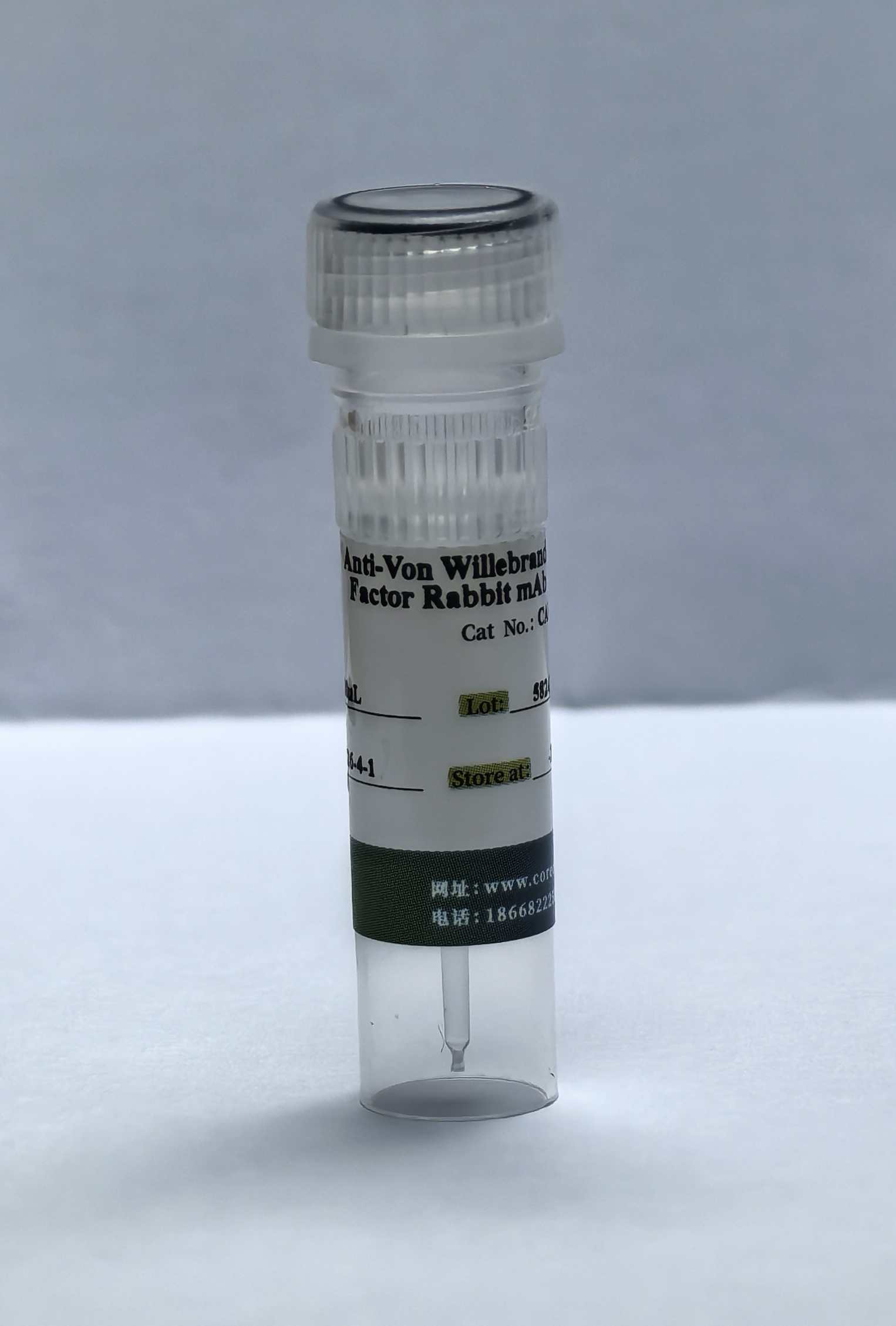 （內皮標志物抗體）Anti-Von Willebrand Factor Rabbit mAb