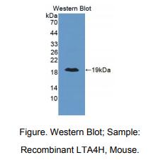 小鼠白三烯A4水解酶(LTA4H)多克隆抗体