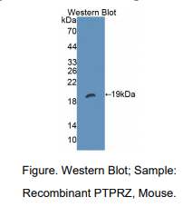 小鼠蛋白酪氨酸磷酸酶受体Z(PTPRZ)多克隆抗体