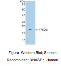 人核糖核酸酶A7(RNASE7)多克隆抗体