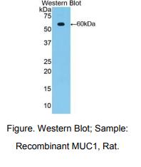 大鼠粘蛋白1(MUC1)多克隆抗体