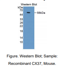 小鼠间隙连接蛋白37(CX37)多克隆抗体