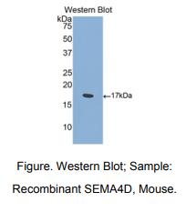 小鼠信号素4D(SEMA4D)多克隆抗体