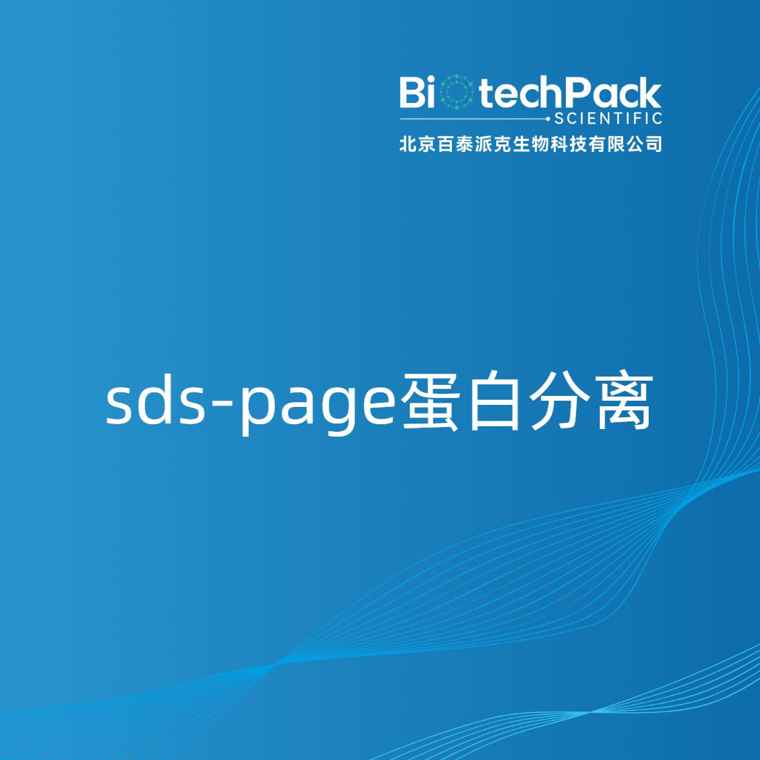 sds-page蛋白分离