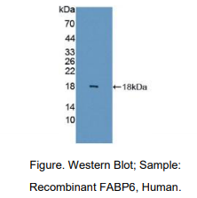 人回肠脂肪酸结合蛋白(FABP6)多克隆抗体