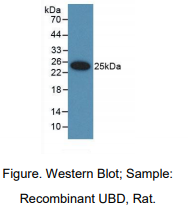 大鼠泛素D(UBD)多克隆抗体