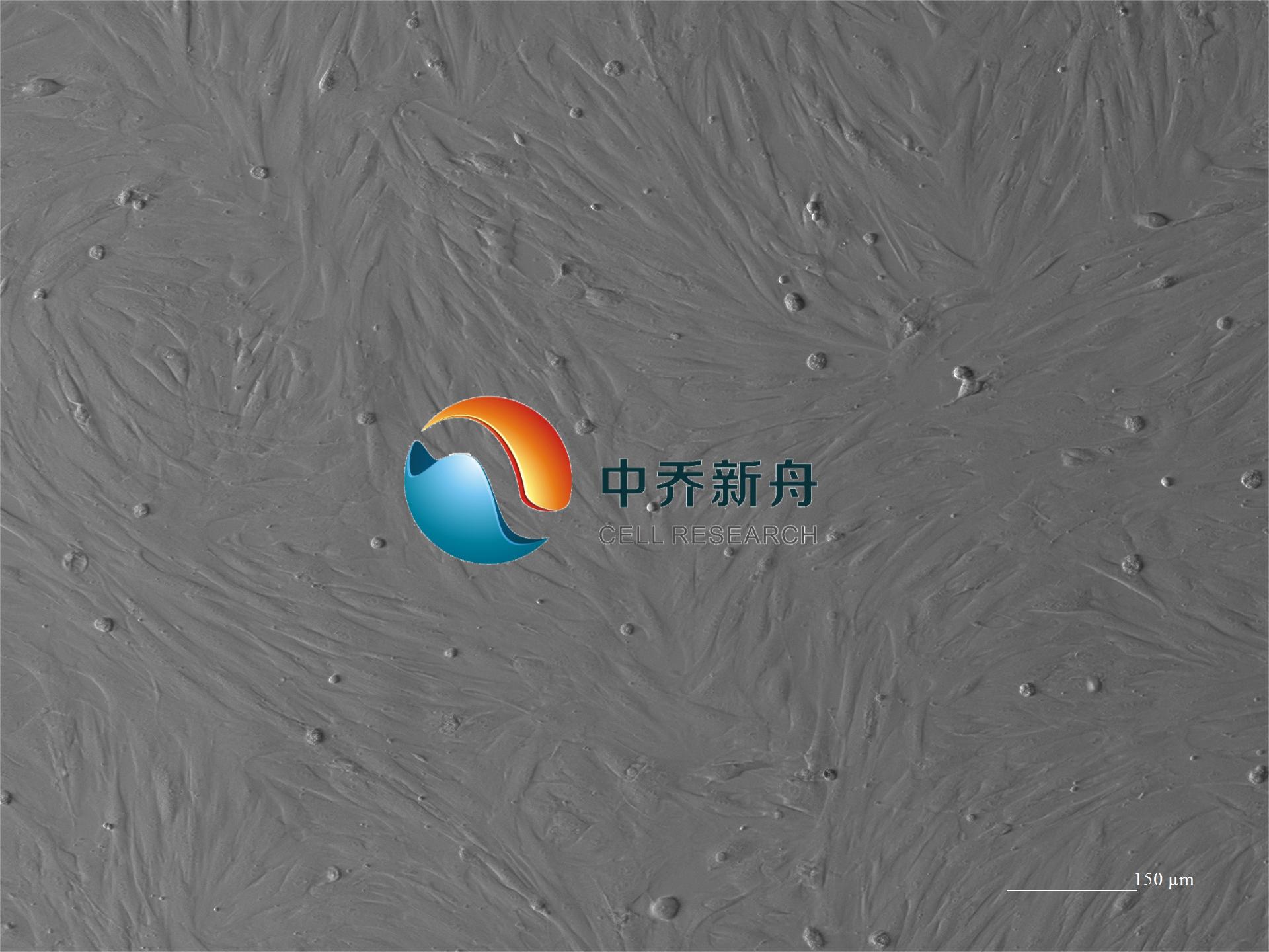 原代兔皮肤成纤维细胞