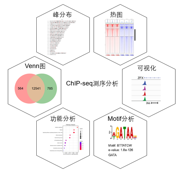 ChIP-seq测序服务