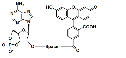磷酸二酯酶PDE IV底物 FAM-cAMP 绿色荧光