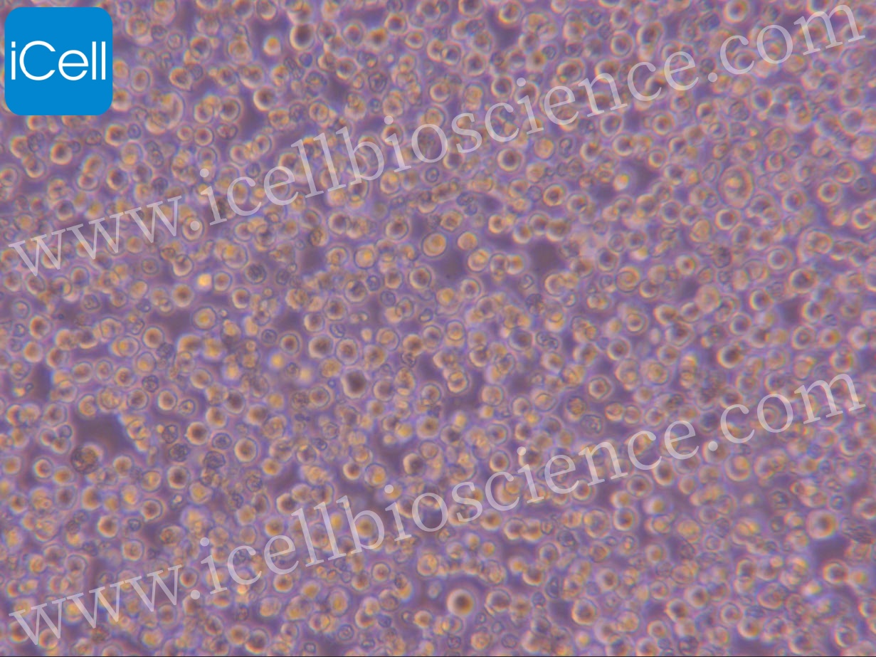 https://img.medsci.cn/5f561f9d1966c8a40c069b97fcac23b82666d7612246dbae75064de0bed04333.png