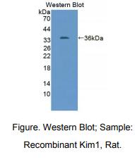 大鼠肾损伤分子1(Kim1)多克隆抗体