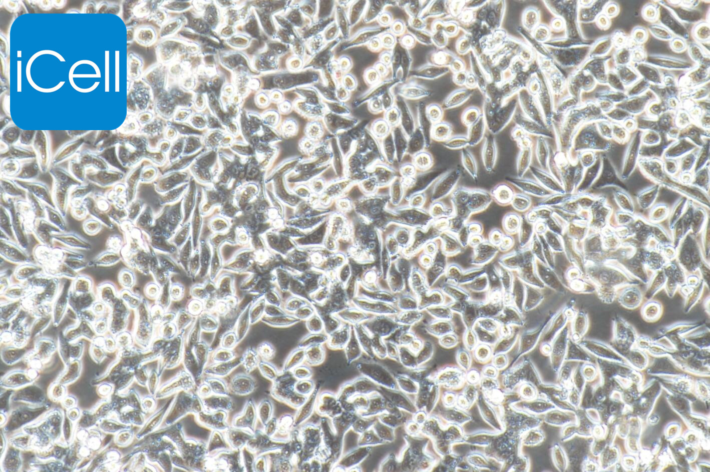 SW-620细胞/SW620细胞/SW-620/SW620/人结直肠腺癌细胞