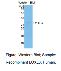 人赖氨酰氧化酶样蛋白3(LOXL3)多克隆抗体