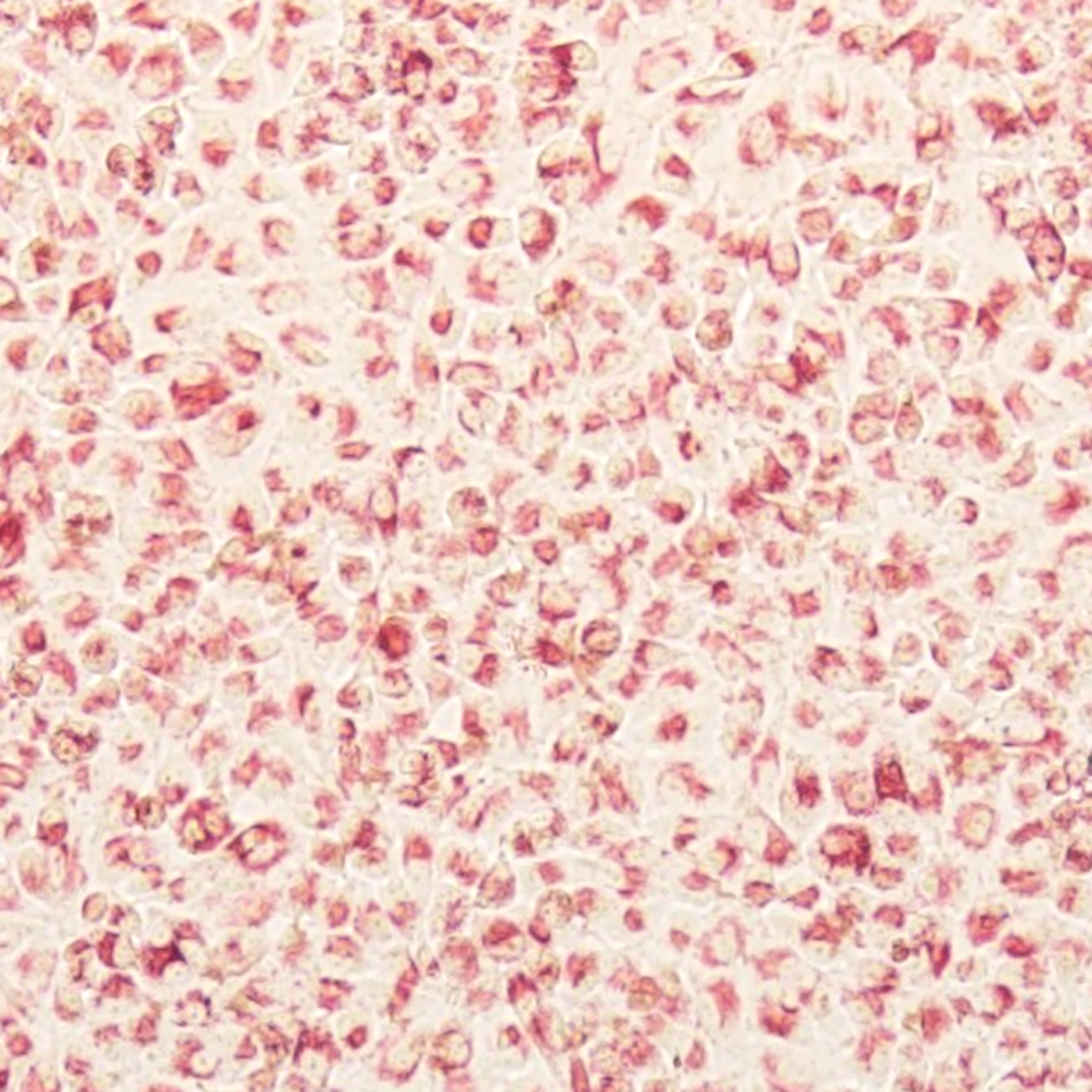 细胞增殖及细胞毒性检测试剂盒（中性红法）