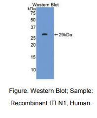 人内凝集蛋白1(ITLN1)多克隆抗体