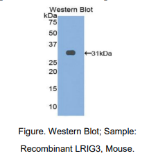 小鼠亮氨酸丰富重复免疫球蛋白样域蛋白3(LRIG3)多克隆抗体