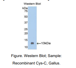 鸡半胱氨酸蛋白酶抑制剂3(Cys-C)多克隆抗体