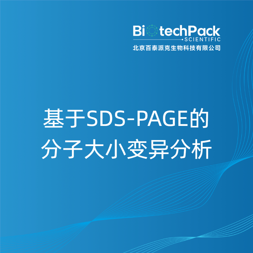 基于SDS-PAGE的分子大小变异分析