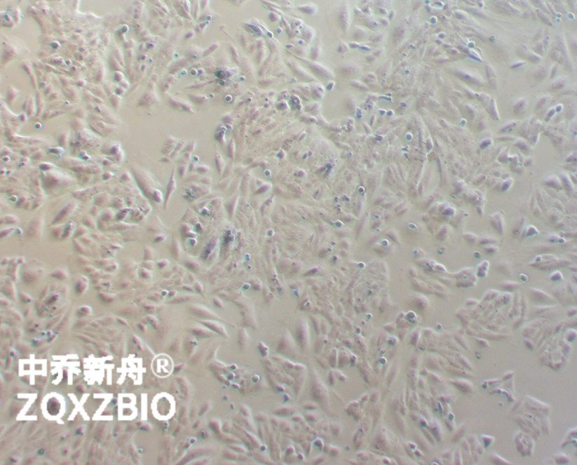 大鼠骨肉瘤细胞