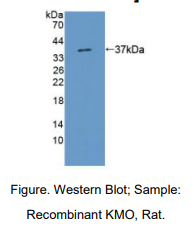 https://msimg.bioon.com/bionline/goods-no-pic.png