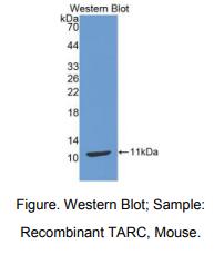 小鼠胸腺激活调节趋化因子(TARC)多克隆抗体