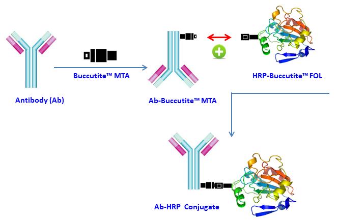 Buccutite 过氧化物酶（HRP）抗体偶联试剂盒 适合标记1mg蛋白