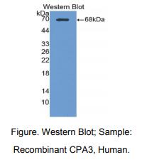 人羧肽酶A3(CPA3)多克隆抗体