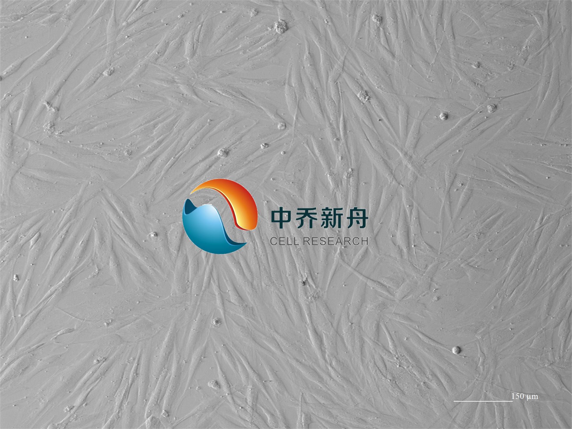 人食管成纤维细胞