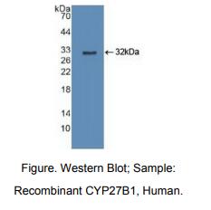人细胞色素P450家族成员27B1(CYP27B1)多克隆抗体