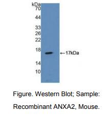 小鼠膜联蛋白A2(ANXA2)多克隆抗体