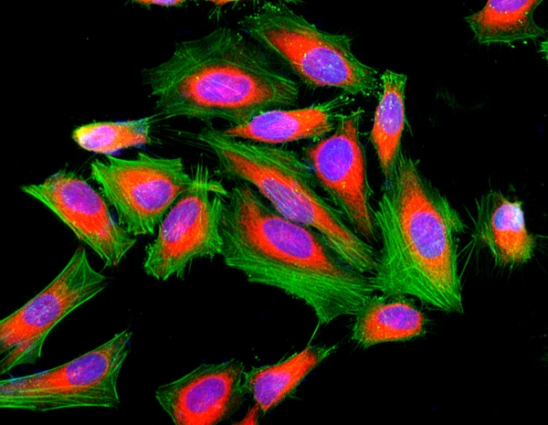 Cell Navigator F-肌动蛋白（F-Actin）标记试剂盒 红色荧光