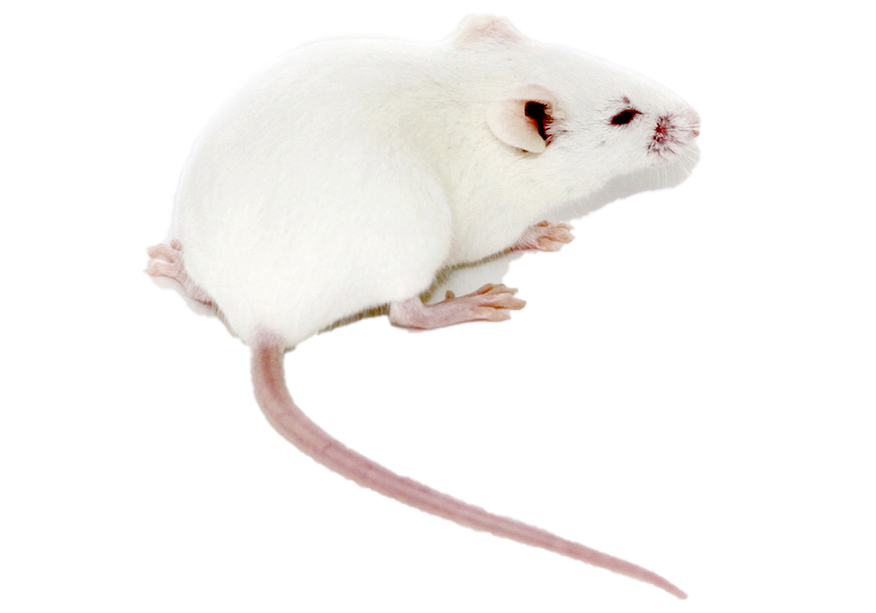 KM/NIH/ICR 窝鼠