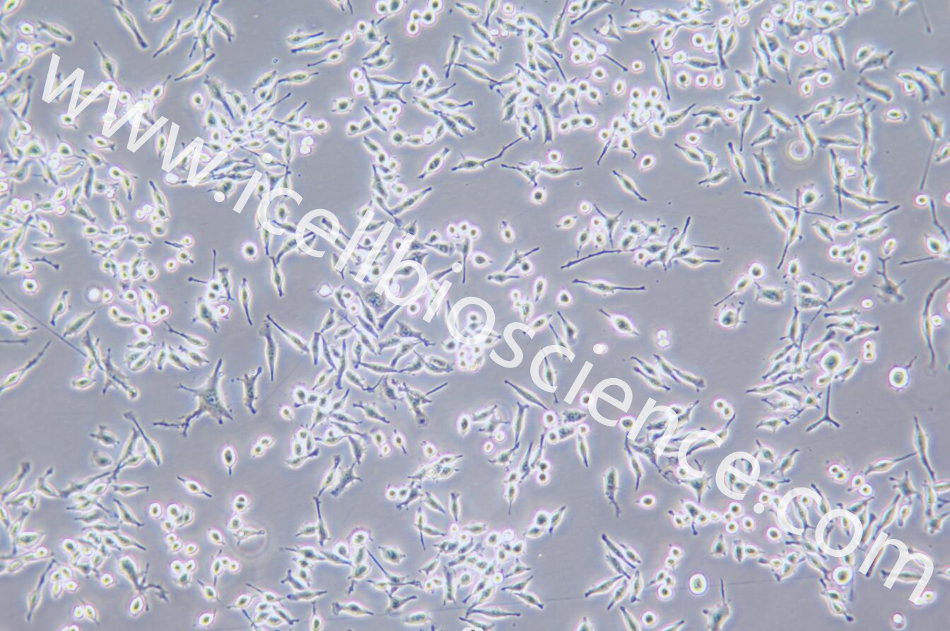 BV2 小鼠小胶质细胞/种属鉴定