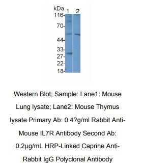 小鼠白介素7受体(IL7R)多克隆抗体