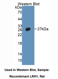 大鼠肝受体同源物1(LRH1)多克隆抗体