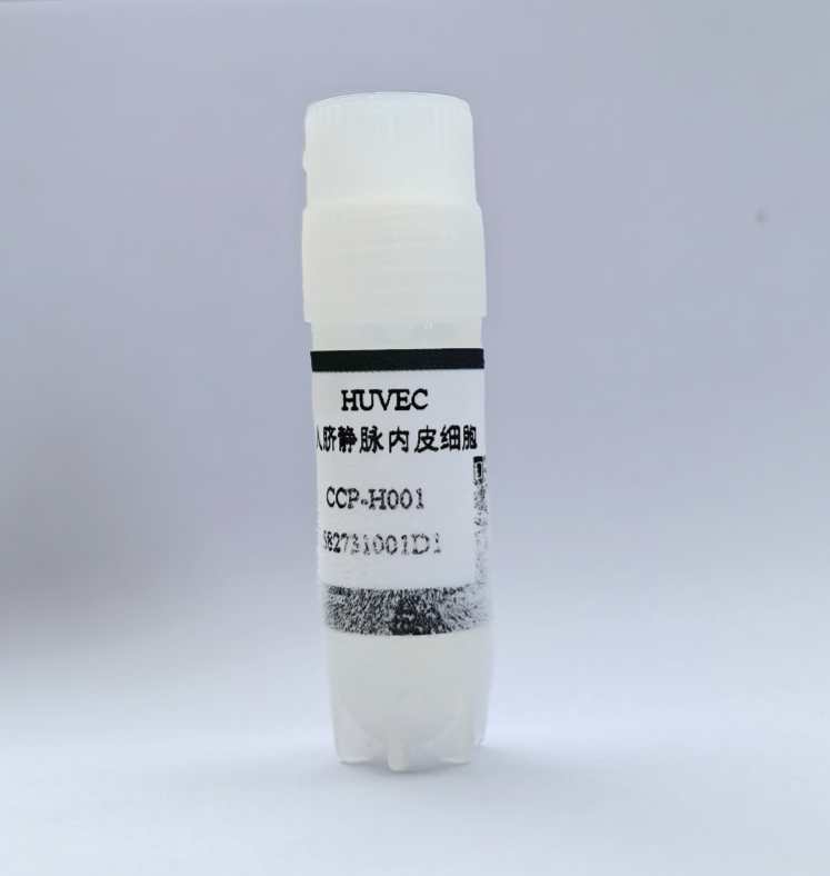 人臍靜脈內皮細胞