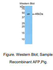 猪甲胎蛋白(AFP)多克隆抗体