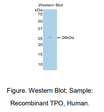 人甲状腺过氧化物酶(TPO)多克隆抗体