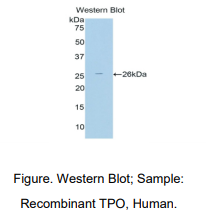 https://msimg.bioon.com/bionline/goods-no-pic.png