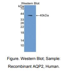 人水通道蛋白2(AQP2)多克隆抗体