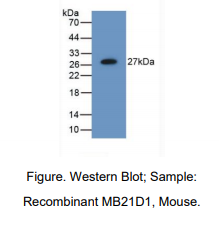小鼠含Mab21域蛋白1(MB21D1)多克隆抗体