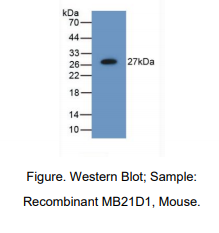 https://msimg.bioon.com/bionline/goods-no-pic.png