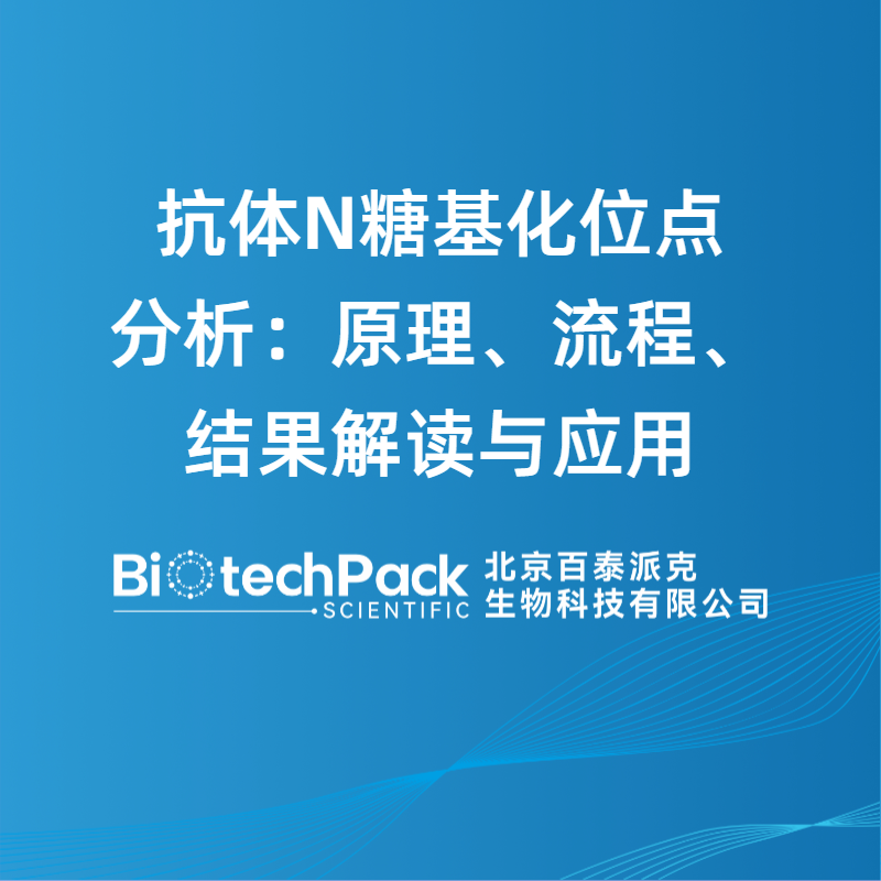 抗体N糖基化位点分析：原理、流程、结果解读与应用
