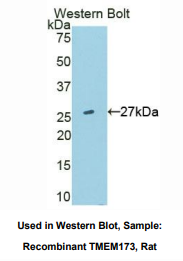 大鼠跨膜蛋白173(TMEM173)多克隆抗体
